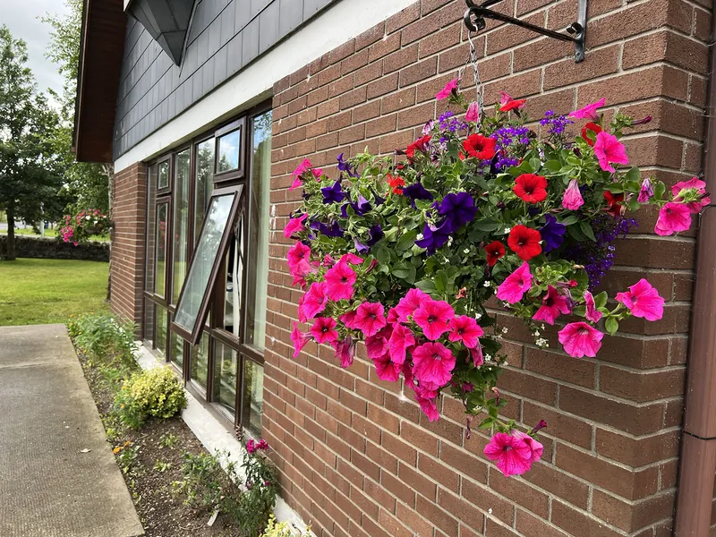 Ballyroan Flowers on wall